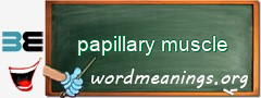 WordMeaning blackboard for papillary muscle